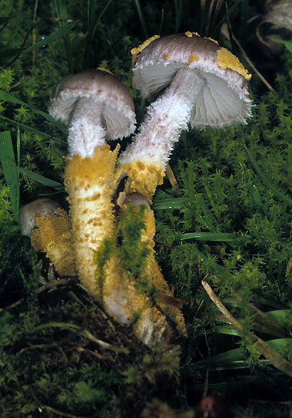 Squamanita paradoxa
